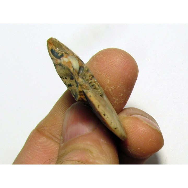 PSEUDOSAGECERAS MULTILOBATUM (2)