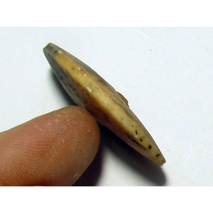 PSEUDOSAGECERAS MULTILOBATUM (2)