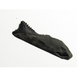 shark teeth: EDESTUS HEINRICHI (3)