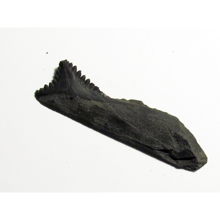 dent de requin: EDESTUS HEINRICHI (3)