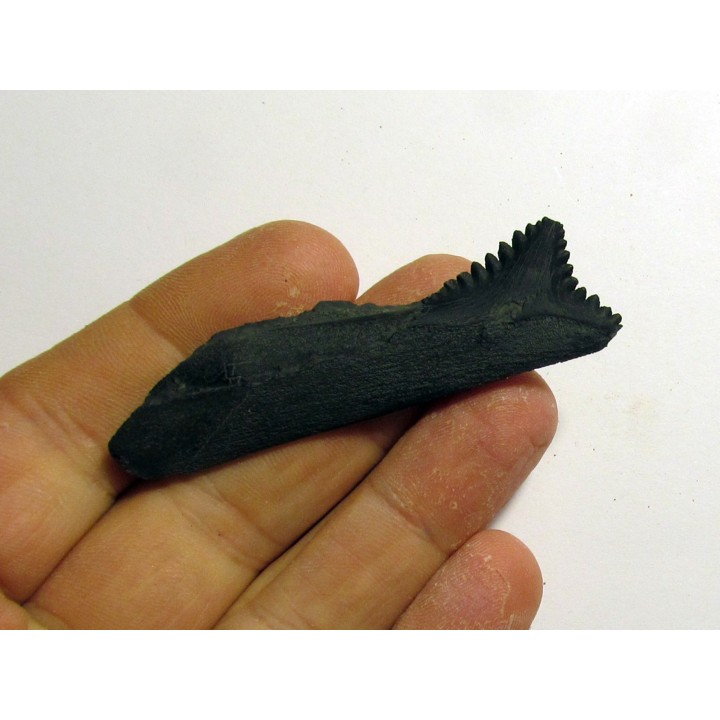 dent de requin: EDESTUS HEINRICHI (3)