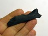 dent de requin: EDESTUS HEINRICHI (3)