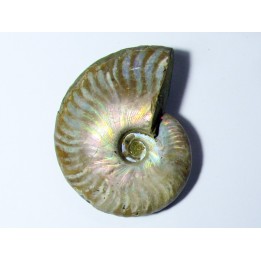 CLEONICERAS BESAIRIEI (1)