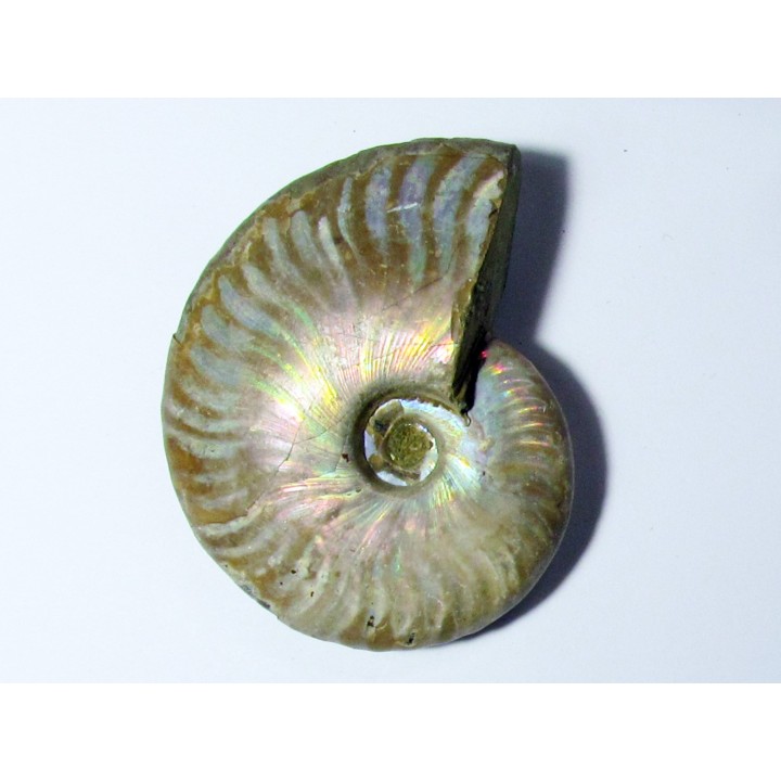 CLEONICERAS BESAIRIEI (1)