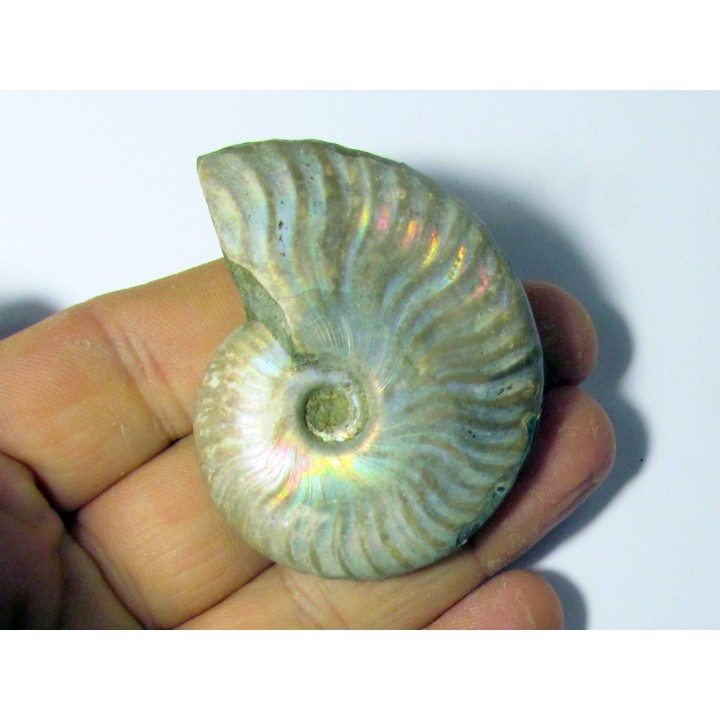 CLEONICERAS BESAIRIEI (1)