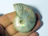 CLEONICERAS BESAIRIEI (1)