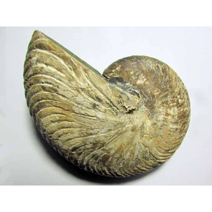 nautile CYMATOCERAS SAKALAVUM (4)