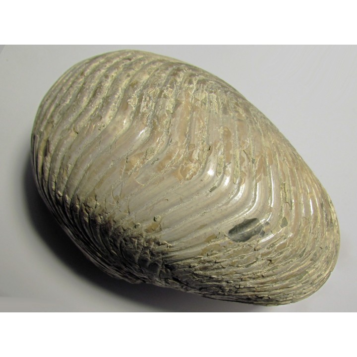 nautilus CYMATOCERAS SAKALAVUM (4)