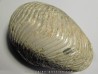 nautile CYMATOCERAS SAKALAVUM (4)