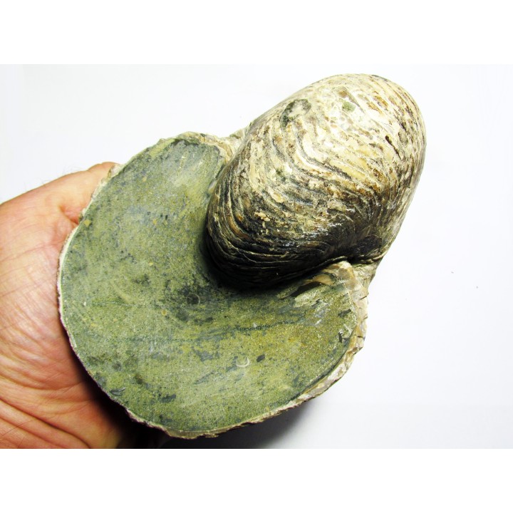 nautile CYMATOCERAS SAKALAVUM (4)