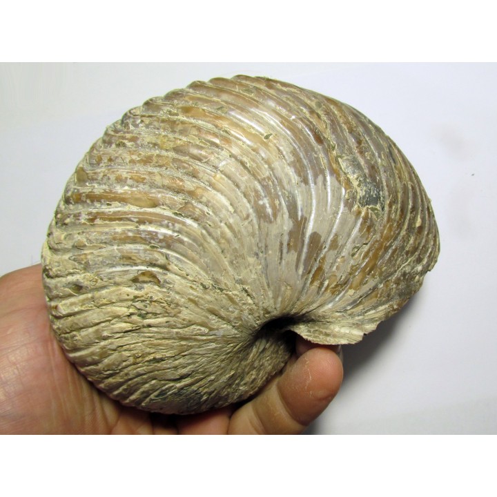 nautilus CYMATOCERAS SAKALAVUM (4)