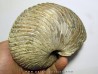 nautile CYMATOCERAS SAKALAVUM (4)