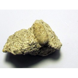 OEUF DE SERPENT: OPHIDIENOVUM sp. (2)