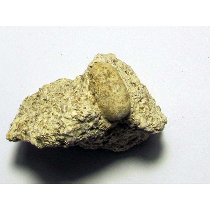 OEUF DE SERPENT: OPHIDIENOVUM sp. (2)