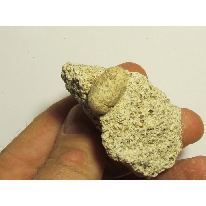 OEUF DE SERPENT: OPHIDIENOVUM sp. (2)