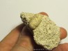 SNAKE EGG - OPHIDIENOVUM sp. (2)