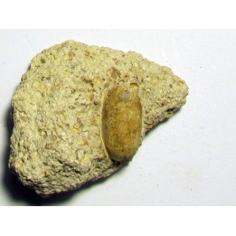 SNAKE EGG - OPHIDIENOVUM sp. (3)