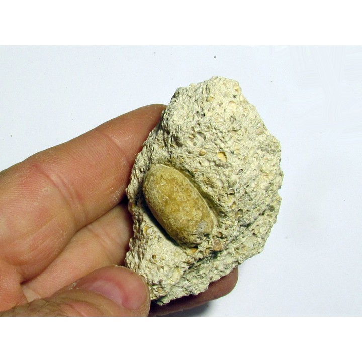 OEUF DE SERPENT: OPHIDIENOVUM sp. (3)