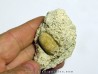 SNAKE EGG - OPHIDIENOVUM sp. (3)