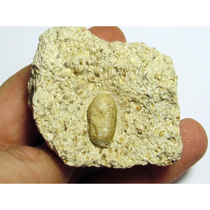 SNAKE EGG - OPHIDIENOVUM sp. (4)