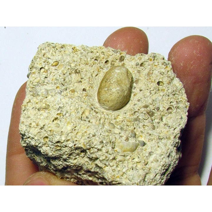 SNAKE EGG - OPHIDIENOVUM sp. (4)