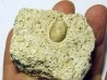 SNAKE EGG - OPHIDIENOVUM sp. (4)
