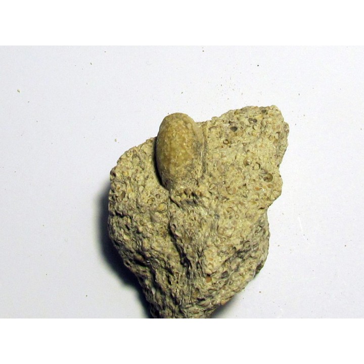 SNAKE EGG - OPHIDIENOVUM sp. (5)