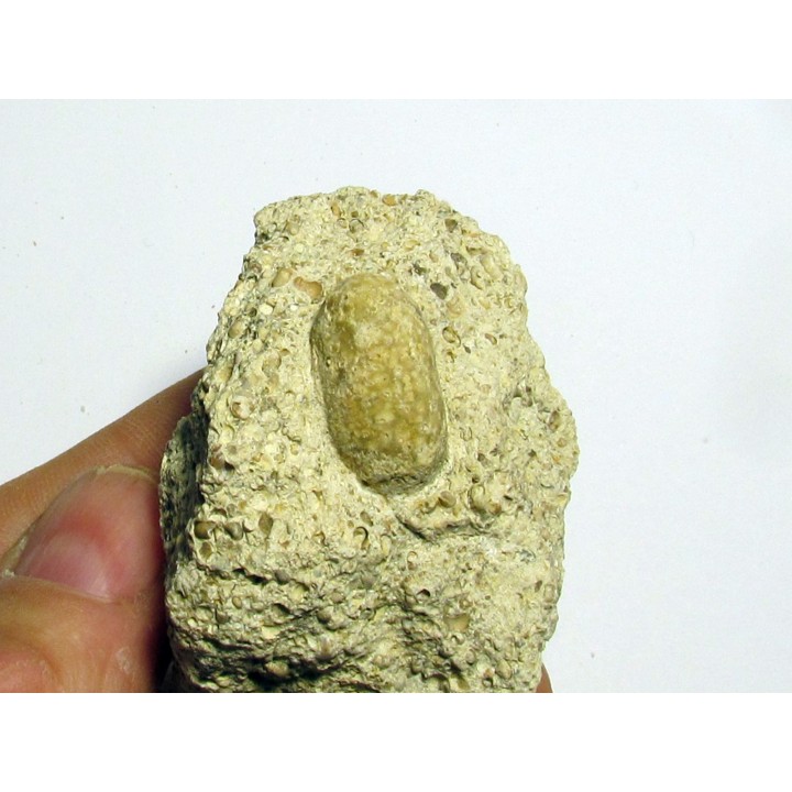 OEUF DE SERPENT: OPHIDIENOVUM sp. (5)