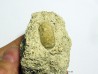OEUF DE SERPENT: OPHIDIENOVUM sp. (5)