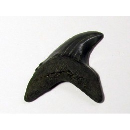 dent de requin renard - Alopias Grandis (1)