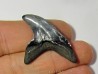 Giant Thresher Shark - Alopias Grandis (1)
