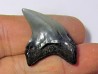 dent de requin renard - Alopias Grandis (2)