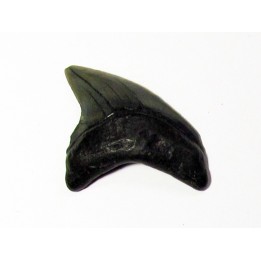 Giant Thresher Shark - Alopias Grandis (3)