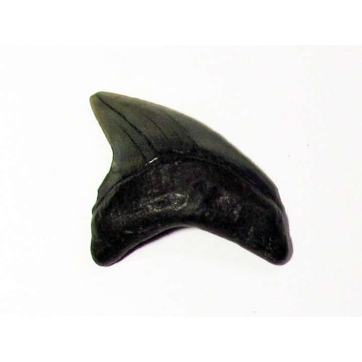 dent de requin renard - Alopias Grandis (3)