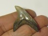 dent de requin renard - Alopias Grandis (4)