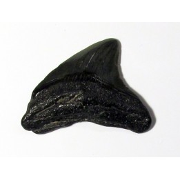 shark teeth: CARCHARODON MEGALODON (35)