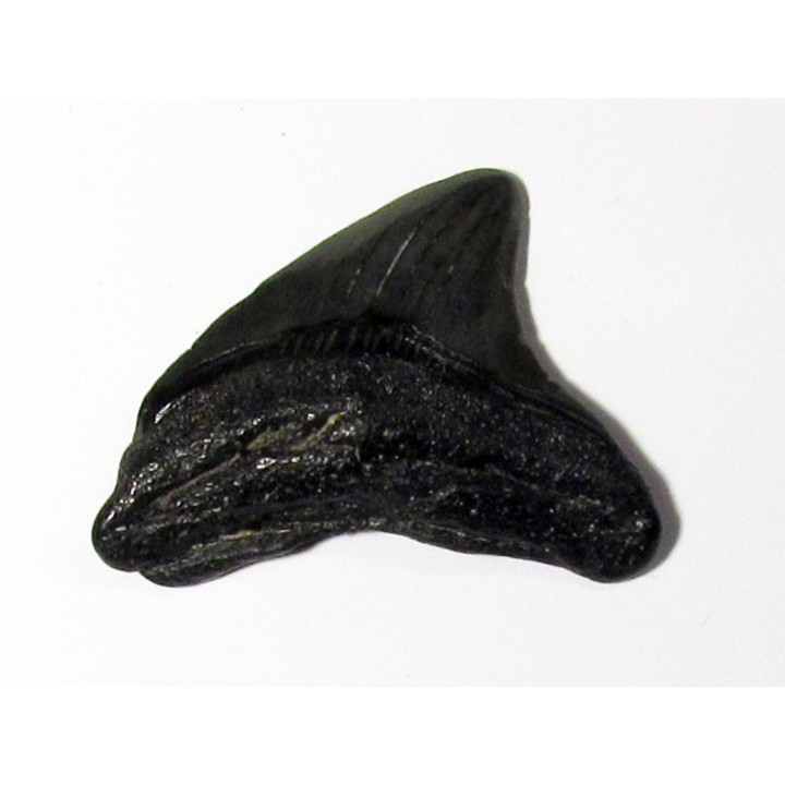 shark teeth: CARCHARODON MEGALODON (35)