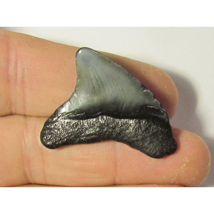 shark teeth: CARCHARODON MEGALODON (35)