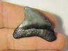 dent de requin: CARCHARODON MEGALODON (35)