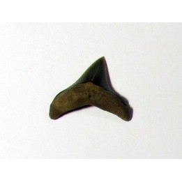 dent de requin renard - Alopias hermani (1)