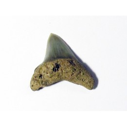 dent de requin renard - Alopias hermani (3)