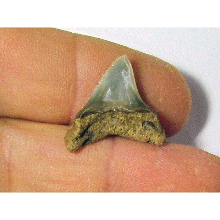 dent de requin renard - Alopias hermani (3)
