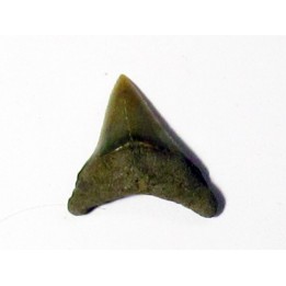 dent de requin renard - Alopias hermani (4)