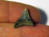 dent de requin renard - Alopias hermani (4)