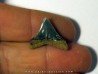 dent de requin renard - Alopias hermani (5)