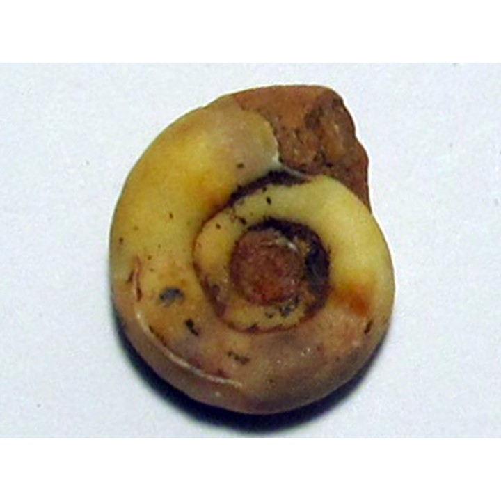 XENODISCUS NIVALIS