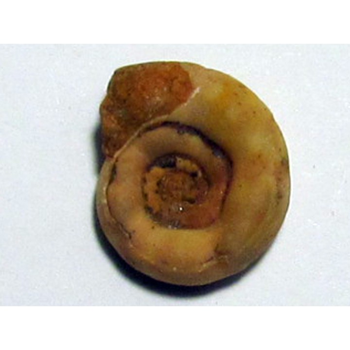 XENODISCUS NIVALIS