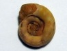 XENODISCUS NIVALIS