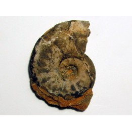 FLEMINGITES PULCHER
