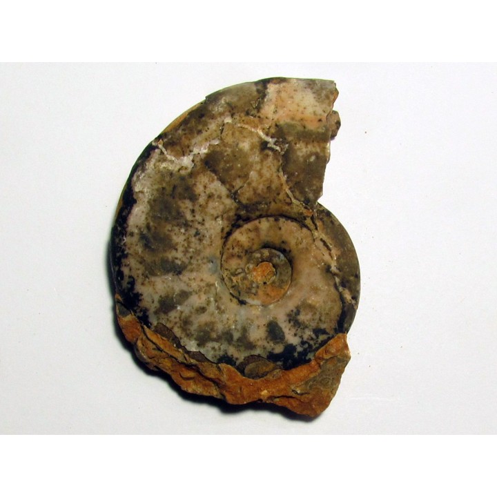 FLEMINGITES PULCHER